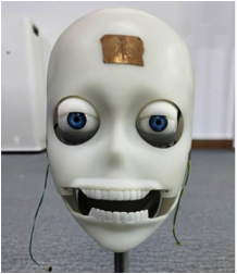 SE DOLL SEXBOT FACE SKELETON