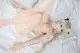 AF-DOLL KITTY 148CM - Bild 28